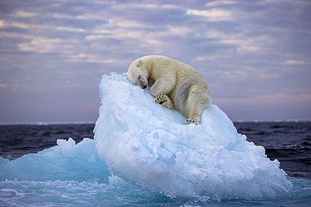 Da muss man schon Eisbär sein, um hier im norwegischen Svalbard-Archipel so gemütlich schlummern zu können. Das Foto von Nima Saikhani hat den Publikumspreis des Wettbewerbs «Wildlife Photographer of The Year» des Londoner Natural History Museums gewonnen.