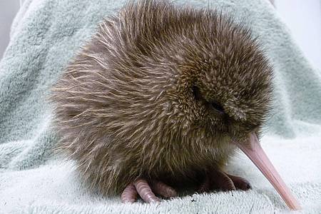Ein fünf Tage alter Kiwi, geschlüpft in einer Aufzuchtstation an der südlichen Westküste Neuseelands.