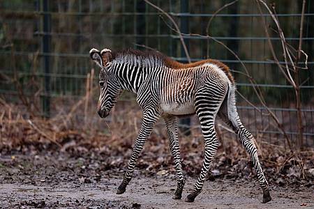 Zebra-Baby Lumi wurde am 24. Januar 2024 zur Welt gebracht.