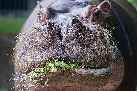 Artgerechte Ernährung: Ein Flusspferd lässt sich im Berliner Zoo Heu und Salat schmecken.