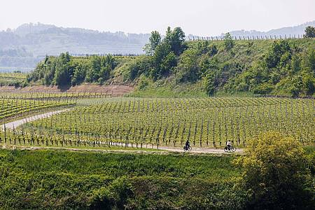 Zwei Radfahrer fahren neben den Weinreben am Kaiserstuhl entlang.
