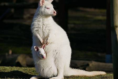 Das weiße Bennett-Känguru mit seiner Mutter namens Flöckchen, ebenfalls ein Albino.